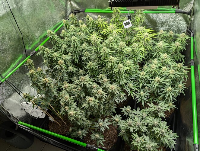 Growreport Bild 2