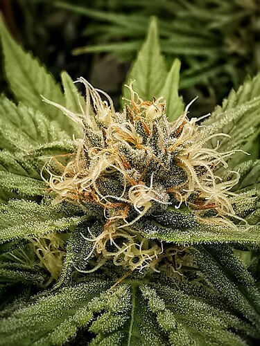 Growreport Bild 2