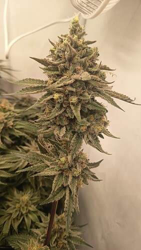 Growreport Bild 16
