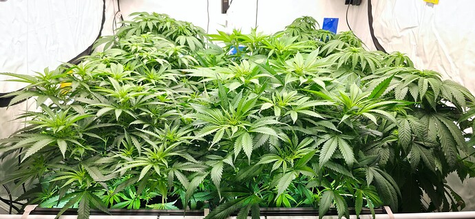 Growreport Bild 38