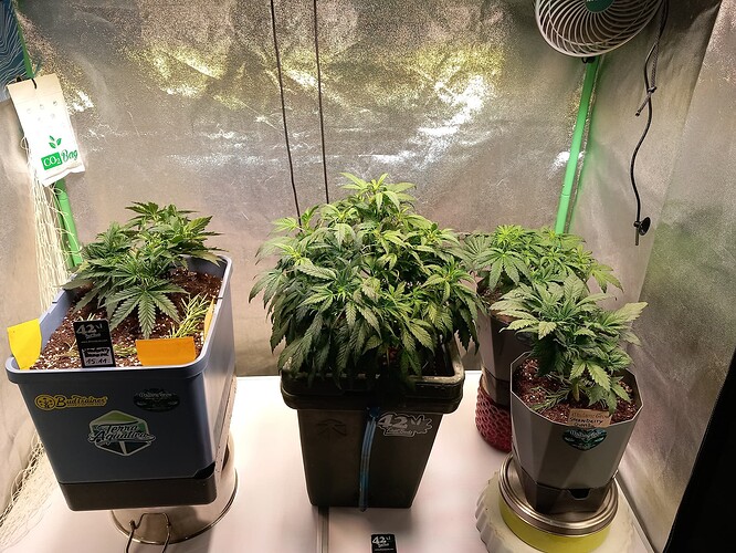 Growreport Bild 6
