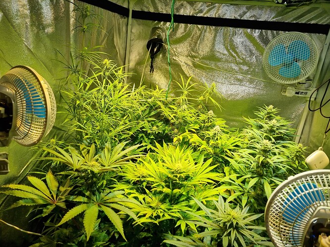 Mehrere Cannabis-Pflanzen in der Blütephase in einem Growzelt, beleuchtet von einer Lampe und belüftet von drei Ventilatoren.
