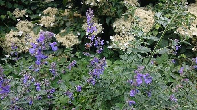 Growreport Bild 26