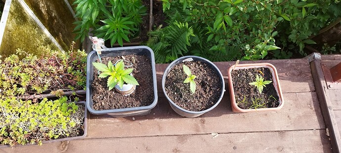 Growreport Bild 32