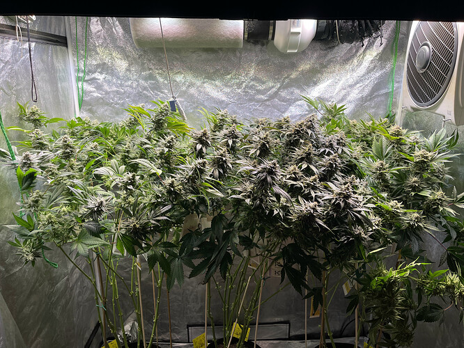 Growreport Bild 1