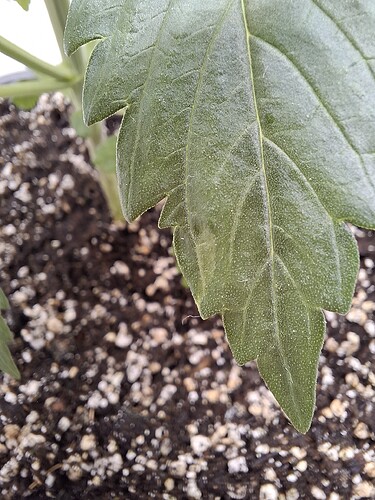 Growreport Bild 40