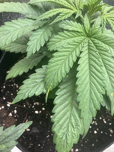 Growreport Bild 10