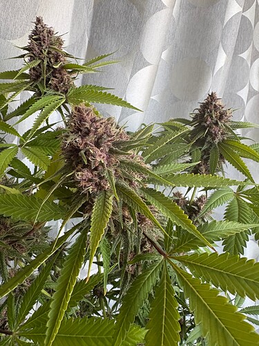 Growreport Bild 2