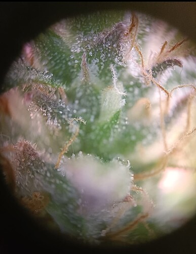 Growreport Bild 7
