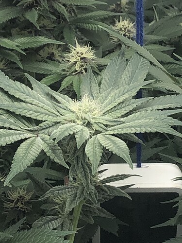 Growreport Bild 12