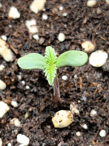 Growreport Bild 9