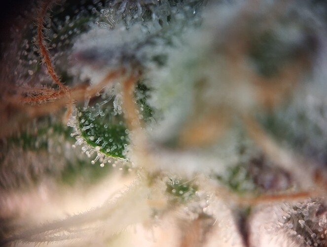 IMG_20250219_205624 - Kopie