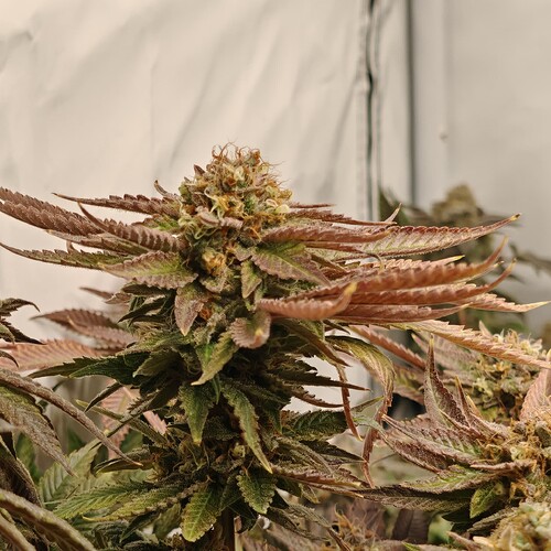 Growreport Bild 62
