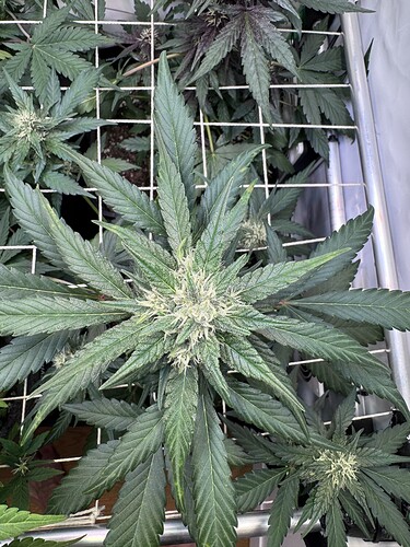 Growreport Bild 5