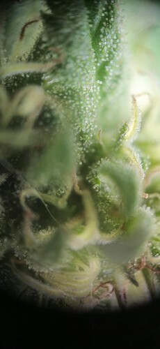 Growreport Bild 7