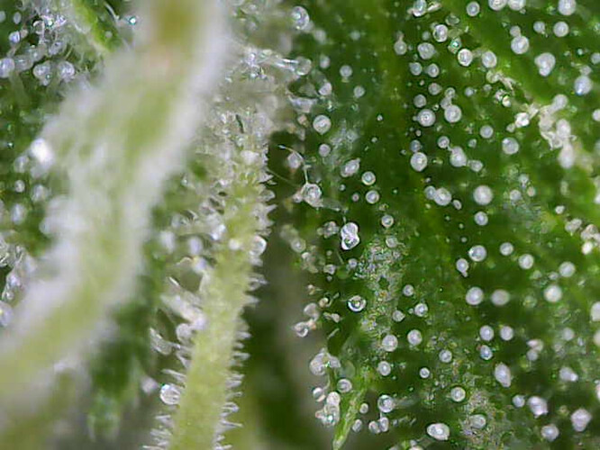 Growreport Bild 14
