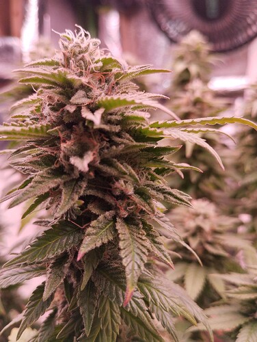 Growreport Bild 7