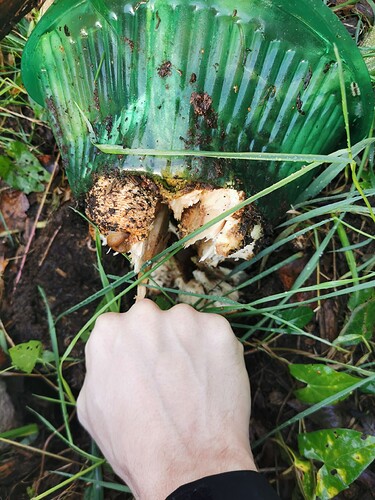 Growreport Bild 3
