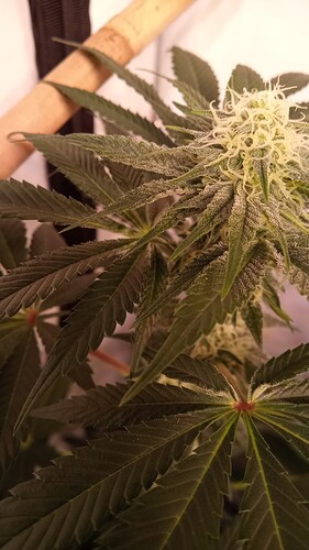 Growreport Bild 6