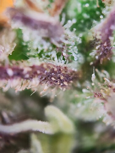 Growreport Bild 6
