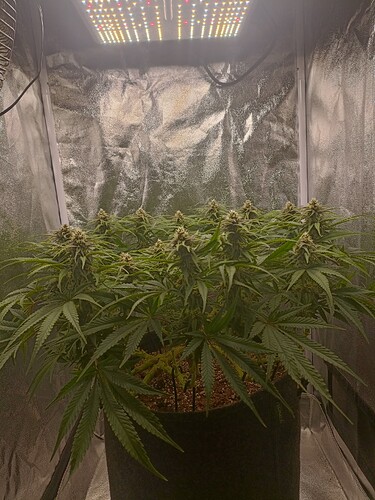 Growreport Bild 2