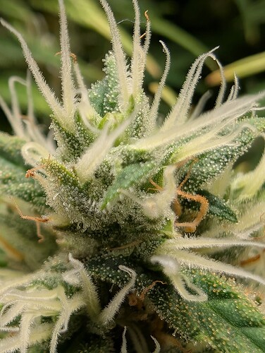 Growreport Bild 3