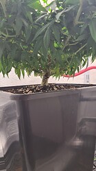 Growreport Bild 45