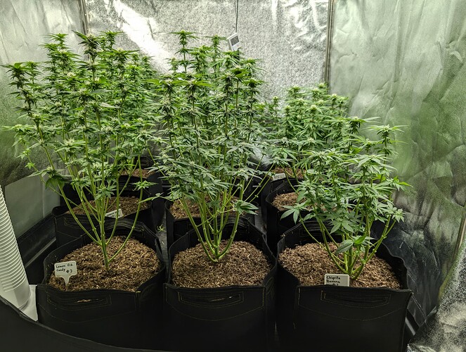 Growreport Bild 15