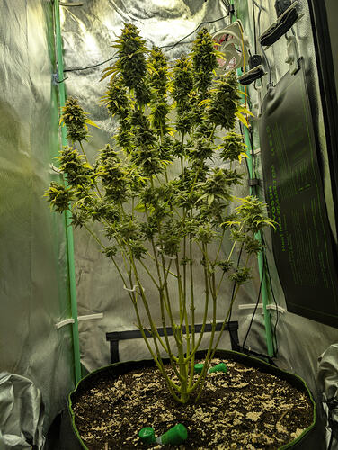 Growreport Bild 2