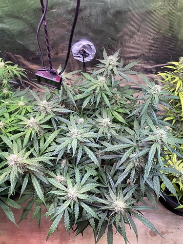 Growreport Bild 20