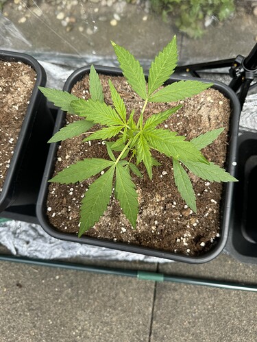 Growreport Bild 4