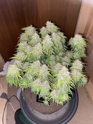 Growreport Bild 69