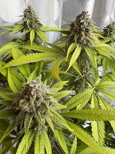Growreport Bild 14