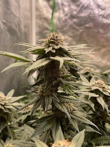 Growreport Bild 5
