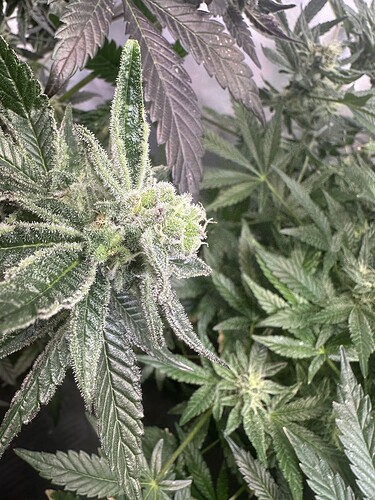 Growreport Bild 13