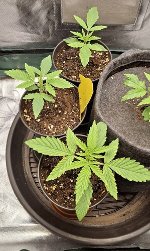 Growreport Bild 7