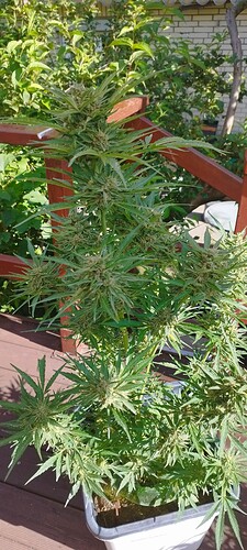 Growreport Bild 1