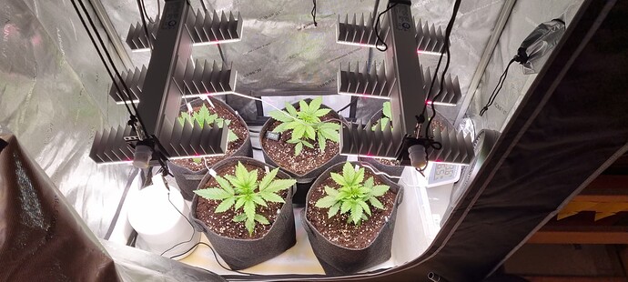 17313502421833665043277926395076