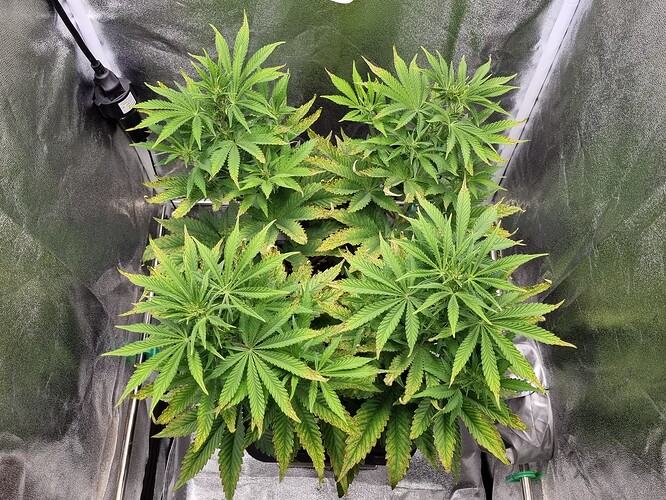Growreport Bild 3