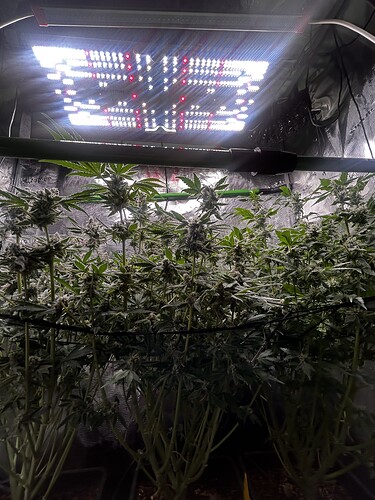 Growreport Bild 50