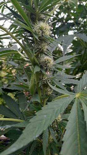 Growreport Bild 18