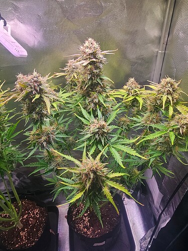 Growreport Bild 29