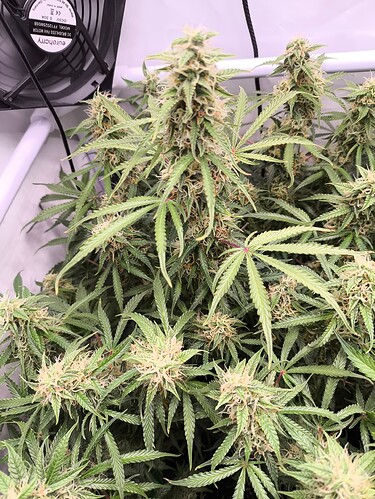 Growreport Bild 4