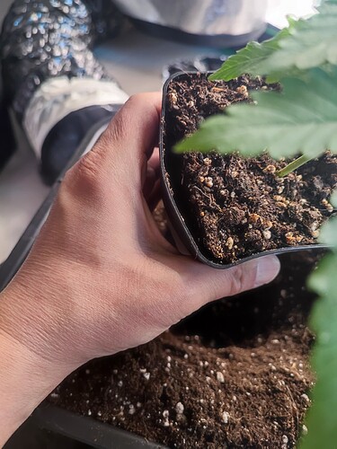 Growreport Bild 2