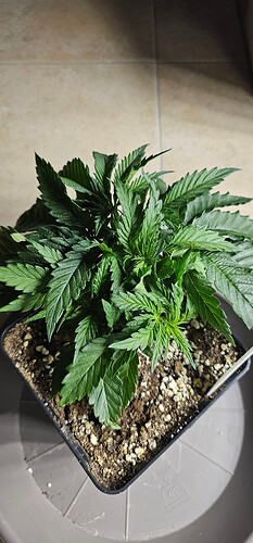 Growreport Bild 26