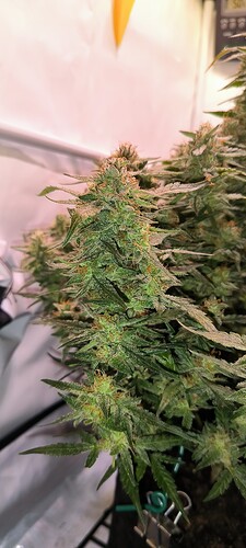 Growreport Bild 17