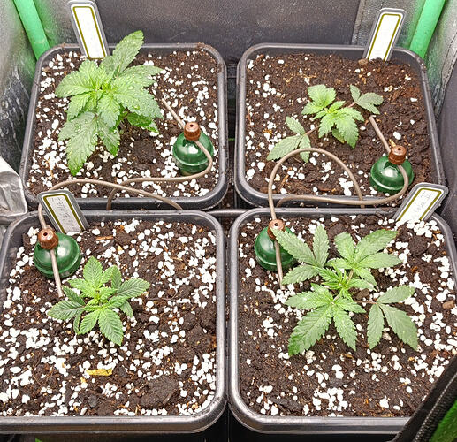 Growreport Bild 3
