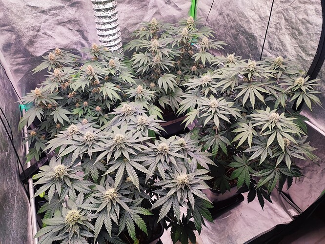 Growreport Bild 19
