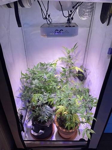 Growreport Bild 3