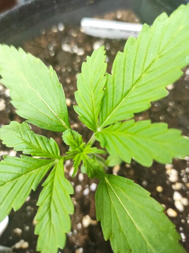 Growreport Bild 6